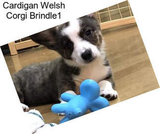 Cardigan Welsh Corgi Brindle1