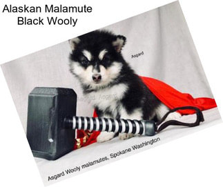 Alaskan Malamute Black Wooly