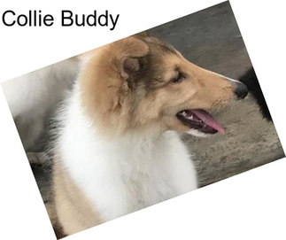 Collie Buddy