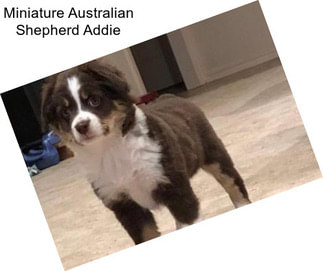 Miniature Australian Shepherd Addie