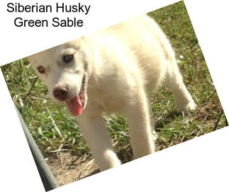 Siberian Husky Green Sable