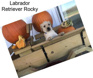 Labrador Retriever Rocky