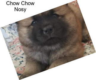 Chow Chow Nosy