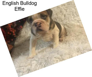 English Bulldog Effie