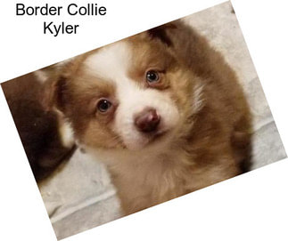 Border Collie Kyler
