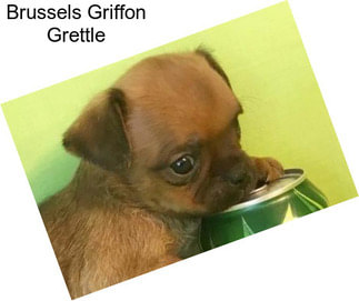 Brussels Griffon Grettle