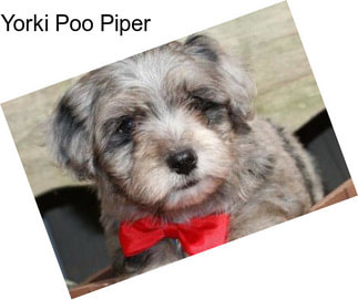 Yorki Poo Piper