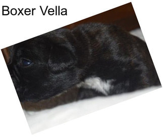 Boxer Vella