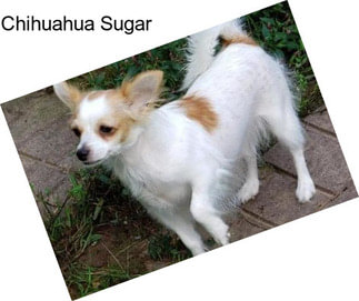 Chihuahua Sugar