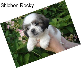 Shichon Rocky