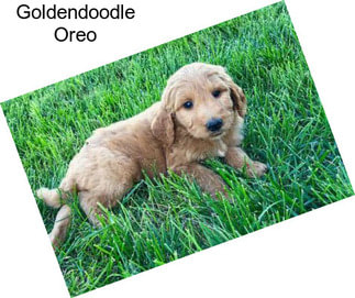 Goldendoodle Oreo