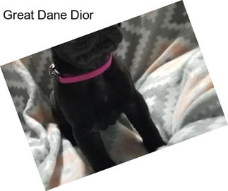 Great Dane Dior