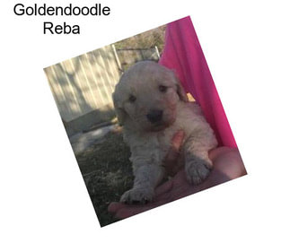 Goldendoodle Reba