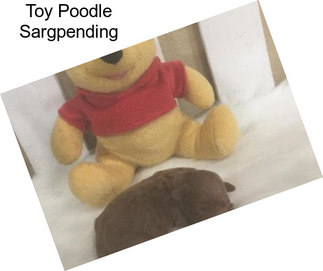 Toy Poodle Sargpending