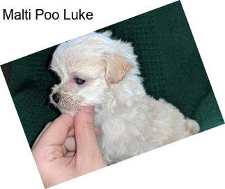 Malti Poo Luke