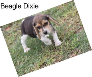 Beagle Dixie