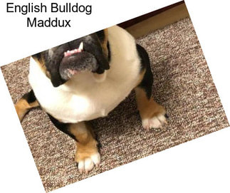 English Bulldog Maddux