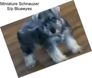 Miniature Schnauzer S/p Blueeyes