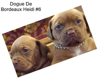 Dogue De Bordeaux Heidi #6