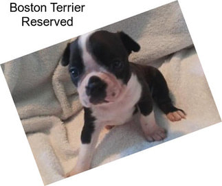 Boston Terrier Reserved