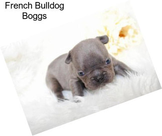 French Bulldog Boggs