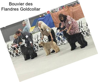 Bouvier des Flandres Goldcollar