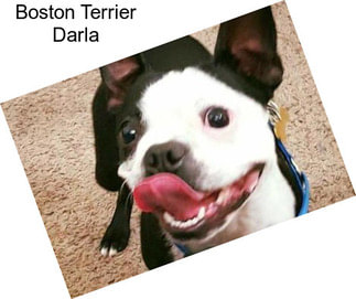 Boston Terrier Darla