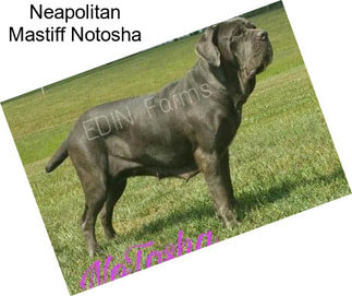 Neapolitan Mastiff Notosha