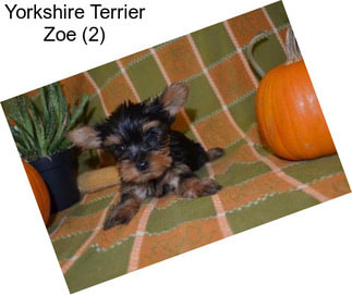 Yorkshire Terrier Zoe (2)