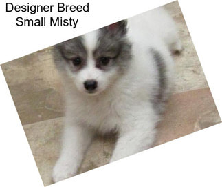 Designer Breed Small Misty