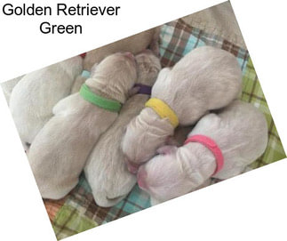 Golden Retriever Green