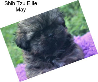 Shih Tzu Ellie May