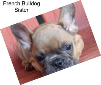 French Bulldog Sister