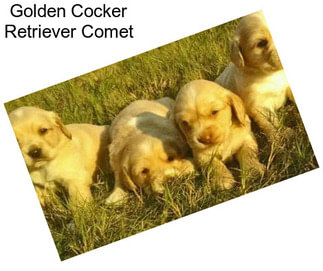 Golden Cocker Retriever Comet