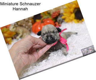 Miniature Schnauzer Hannah