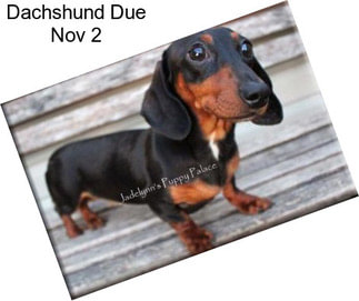 Dachshund Due Nov 2