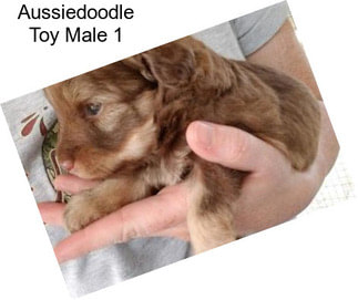 Aussiedoodle Toy Male 1