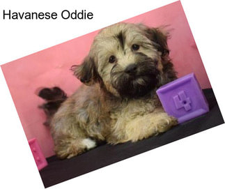 Havanese Oddie