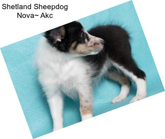 Shetland Sheepdog Nova~ Akc