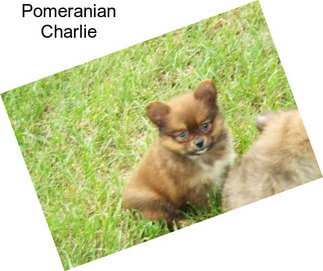 Pomeranian Charlie