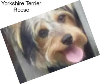 Yorkshire Terrier Reese