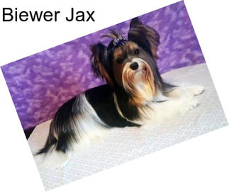 Biewer Jax