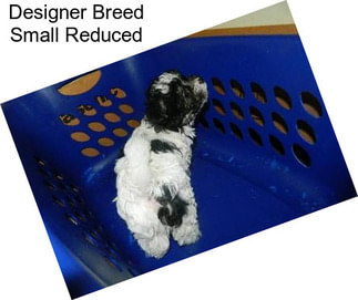 Designer Breed Small Reduced