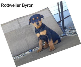 Rottweiler Byron