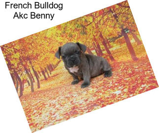 French Bulldog Akc Benny