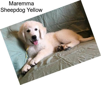 Maremma Sheepdog Yellow