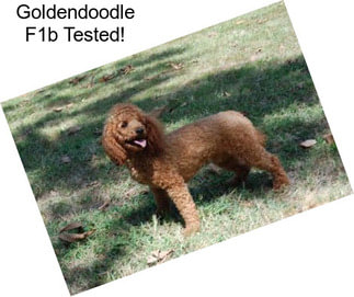 Goldendoodle F1b Tested!