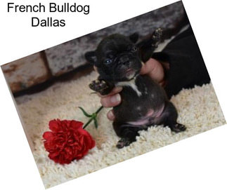 French Bulldog Dallas