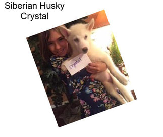 Siberian Husky Crystal