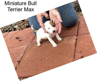 Miniature Bull Terrier Max